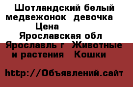 Шотландский белый медвежонок (девочка) › Цена ­ 2 500 - Ярославская обл., Ярославль г. Животные и растения » Кошки   